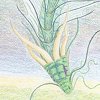 Drache der Mitte